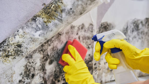 Best Emergency Mold Remediation in Coldstream, KY